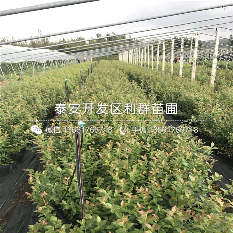 山东蓝莓树苗出售价格、山东蓝莓树苗多少钱一棵