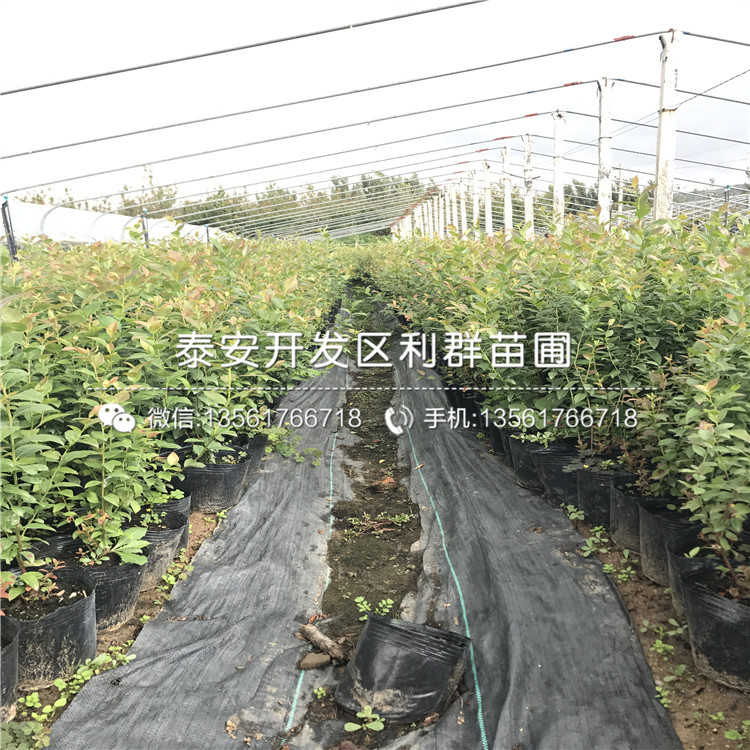 新品种蓝莓树苗、蓝莓树苗出售基地