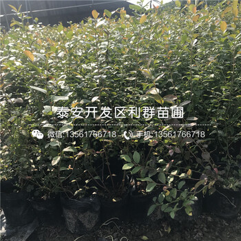 蓝片蓝莓树苗预定价格