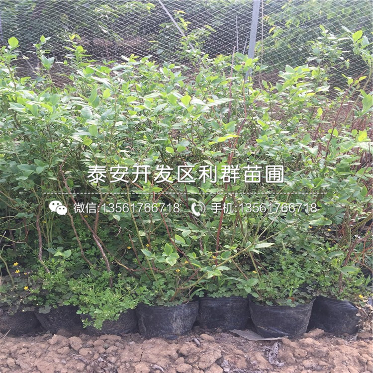 2019年南蓝蓝莓树苗、2019年南蓝蓝莓树苗多少钱一棵