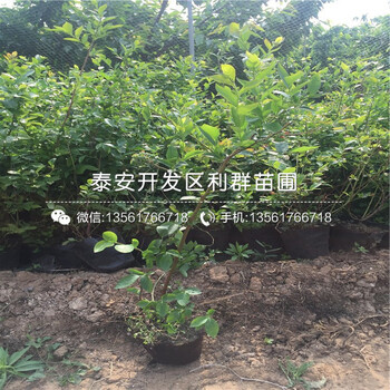 比樂西藍莓樹苗哪里有賣