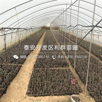 新品种脱毒蓝莓树苗出售价格多少