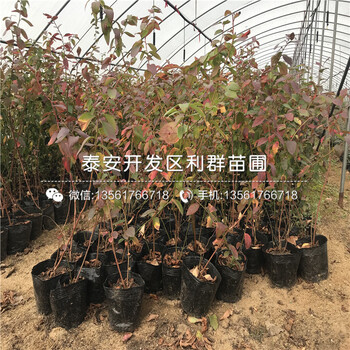 2019年南蓝蓝莓树苗、2019年南蓝蓝莓树苗多少钱一棵