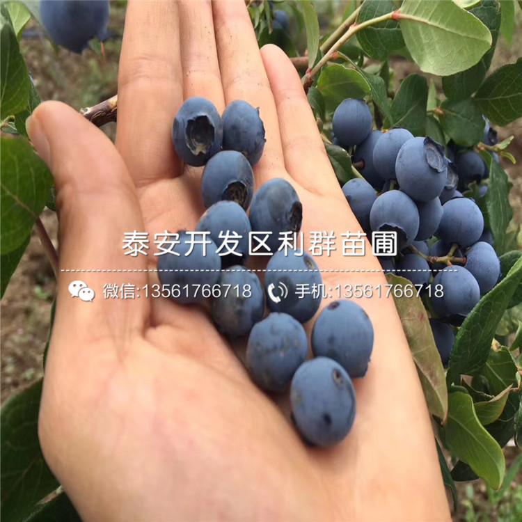 2公分布里吉塔藍莓苗多少錢一棵