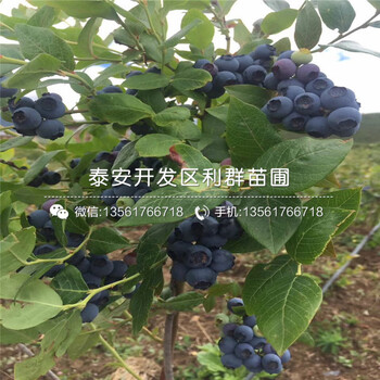 山东早熟蓝莓苗批发、山东早熟蓝莓苗价格