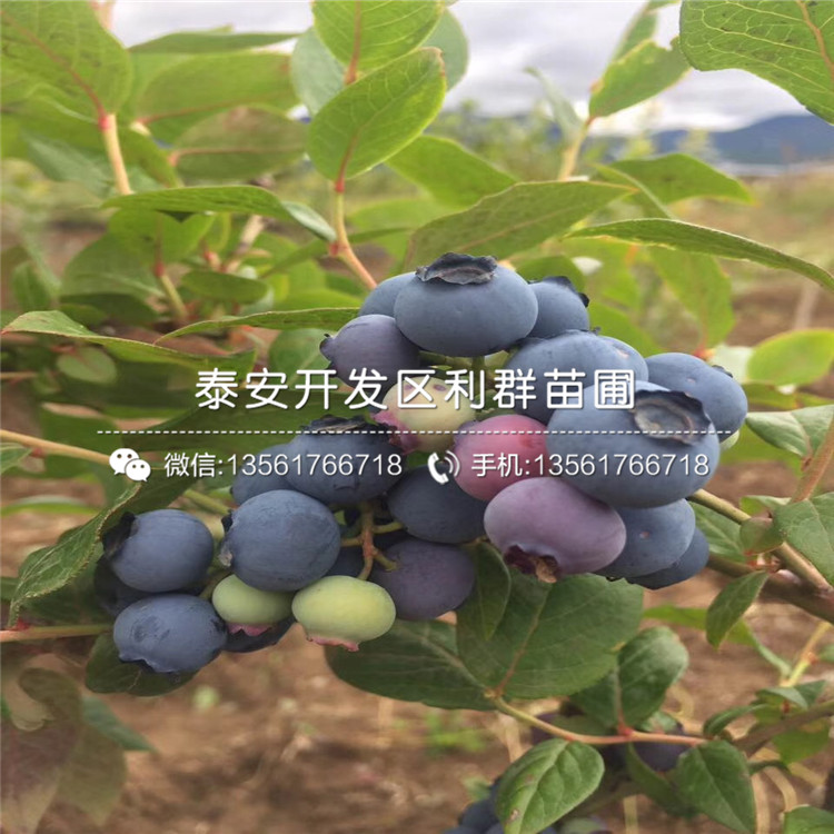 2019年天后藍莓苗、天后藍莓苗價格多少