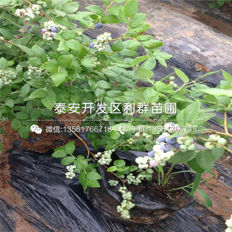 粉蓝蓝莓树苗、粉蓝蓝莓树苗出售基地