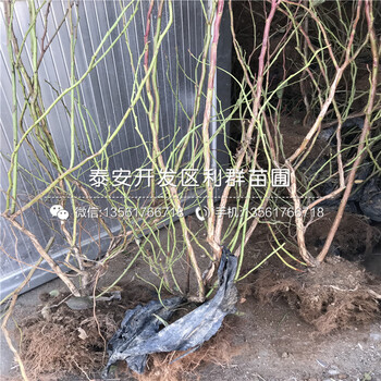 齊佩瓦藍(lán)莓樹苗報(bào)價(jià)是多少