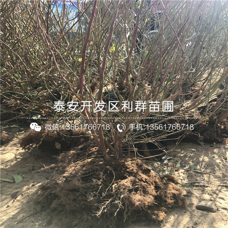 杰兔蓝莓树苗多少钱、杰兔蓝莓树苗批发基地