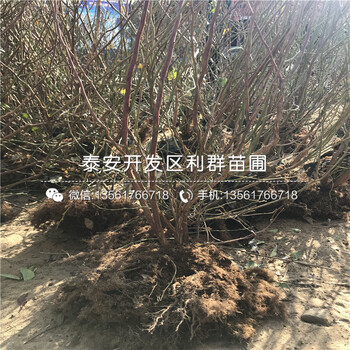 山东夏普蓝蓝莓树苗价格