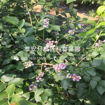 考林藍(lán)莓樹苗批發(fā)、2018年考林藍(lán)莓樹苗價(jià)格