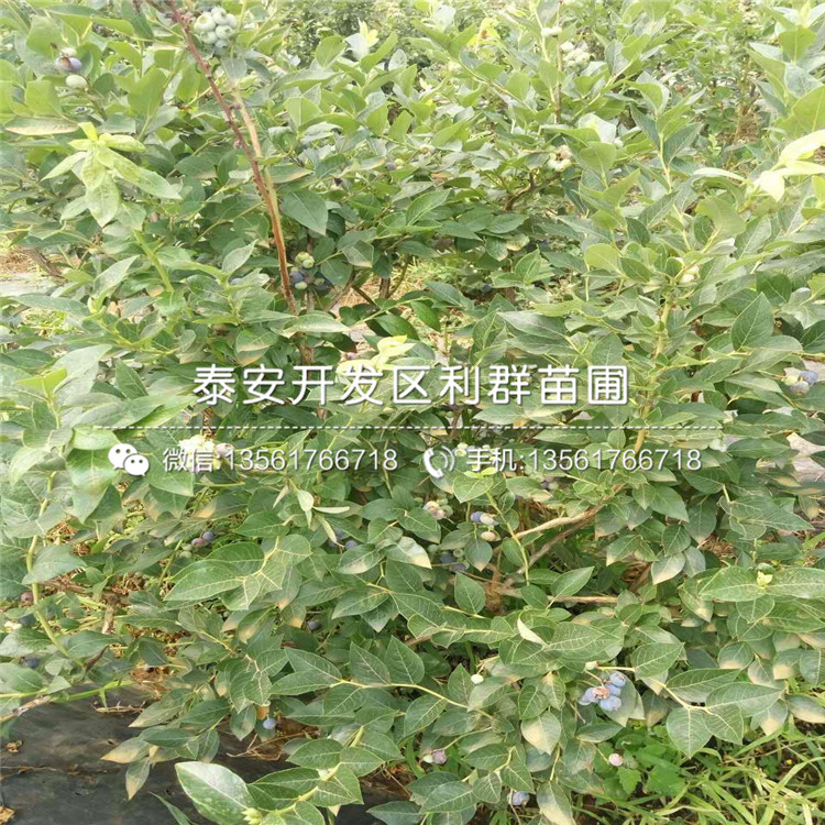 山东康维尔蓝莓树苗多少钱一棵