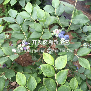 甜心藍(lán)莓樹(shù)苗