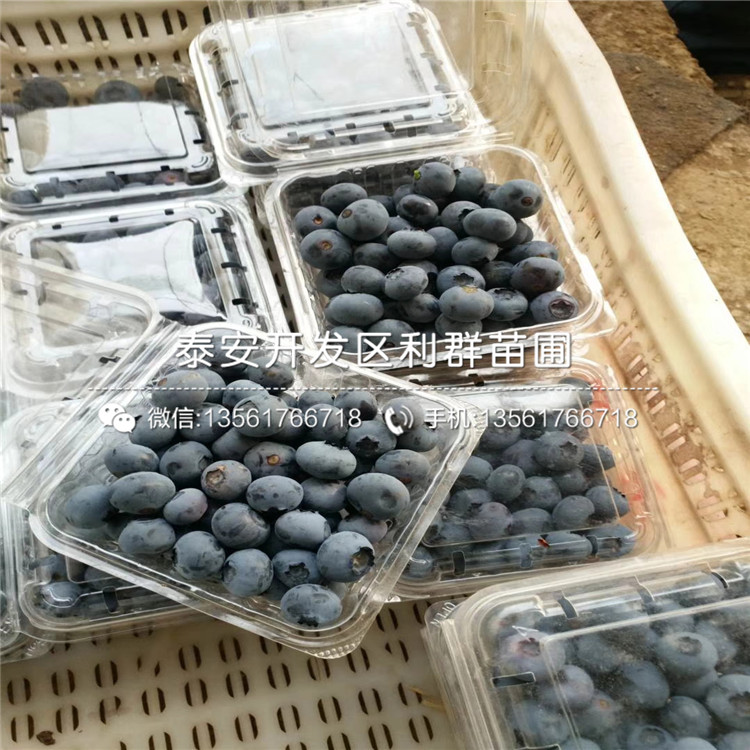 蓝蓝莓树苗批发、2018年蓝蓝莓树苗批发