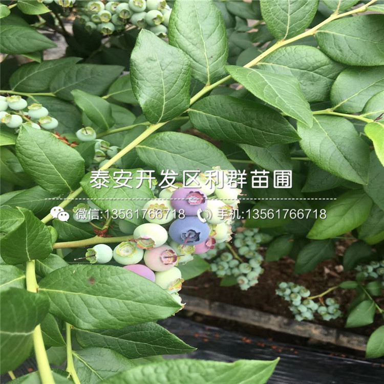 艾文蓝蓝莓树苗、艾文蓝蓝莓树苗品种