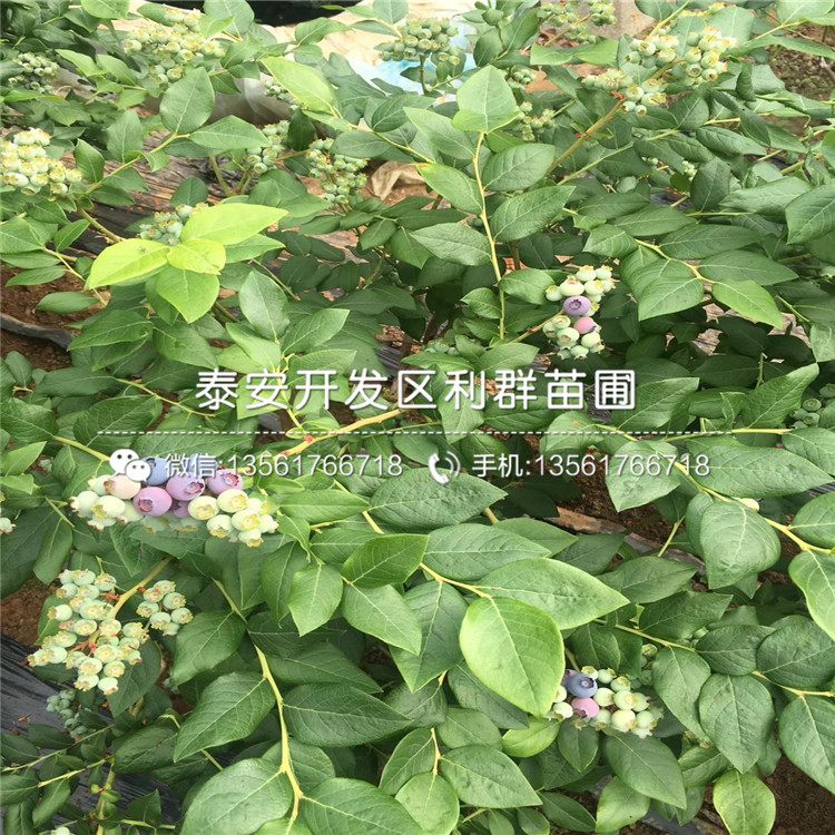 山东早熟蓝莓苗、山东早熟蓝莓苗多少钱