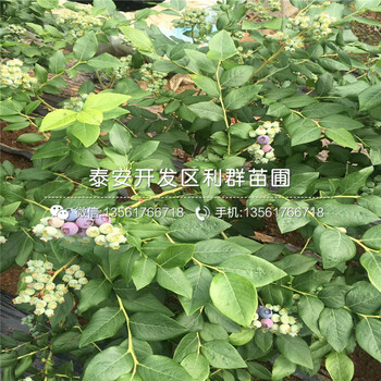 2019年2019年藍(lán)莓苗、2019年藍(lán)莓苗價(jià)格多少