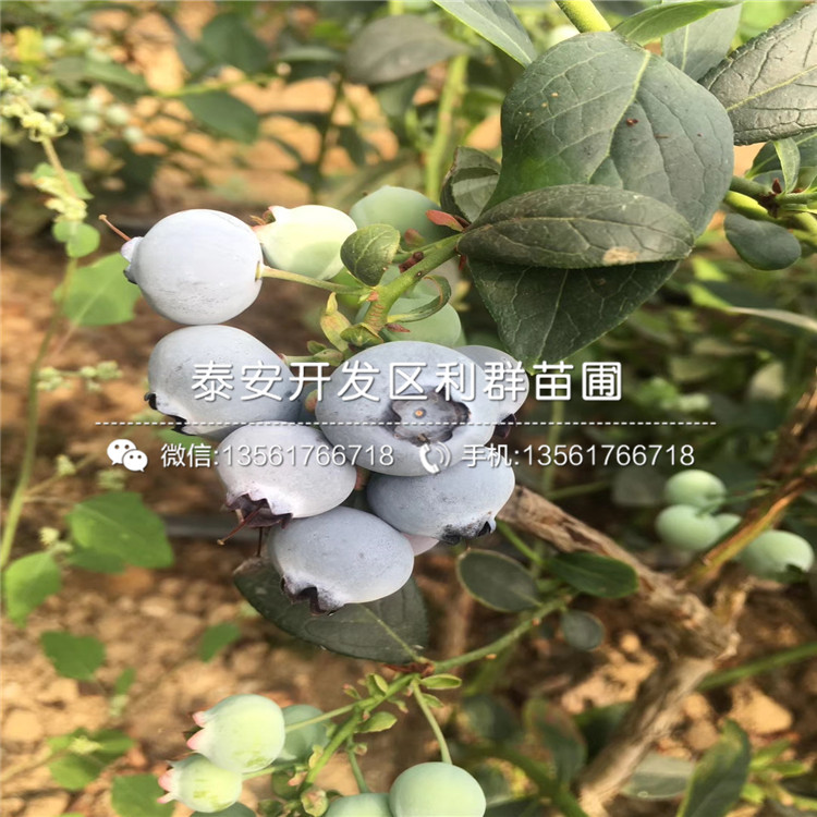 半高丛蓝莓树苗、山东半高丛蓝莓树苗基地