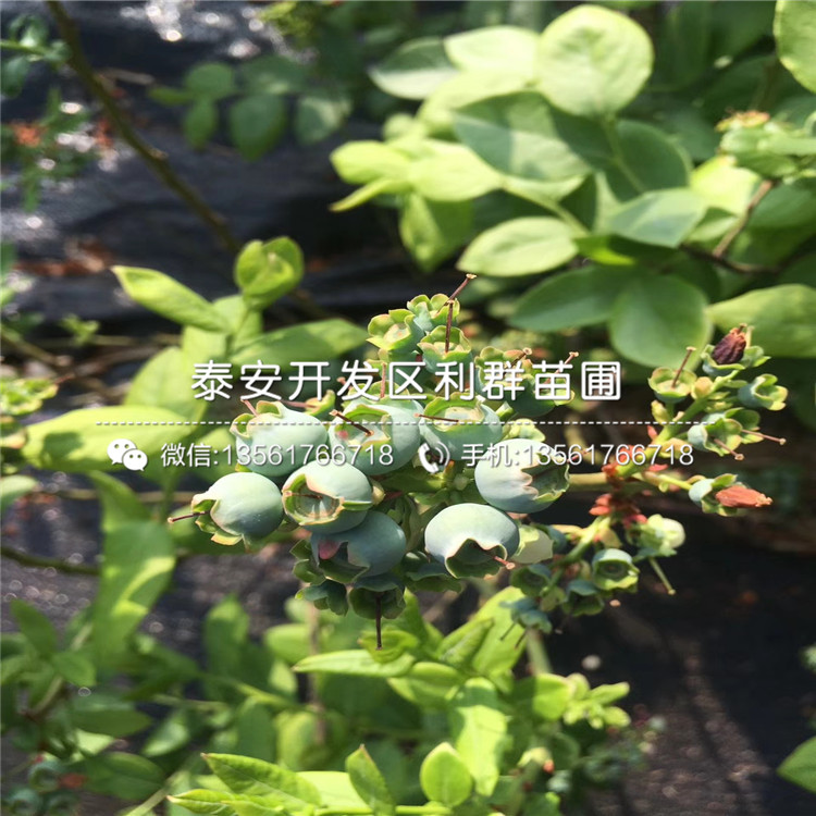 晚熟藍(lán)莓樹苗報(bào)價(jià)