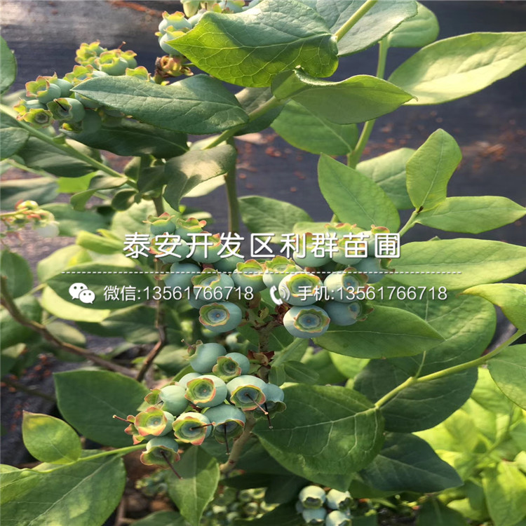 哪里有出售中熟藍莓苗