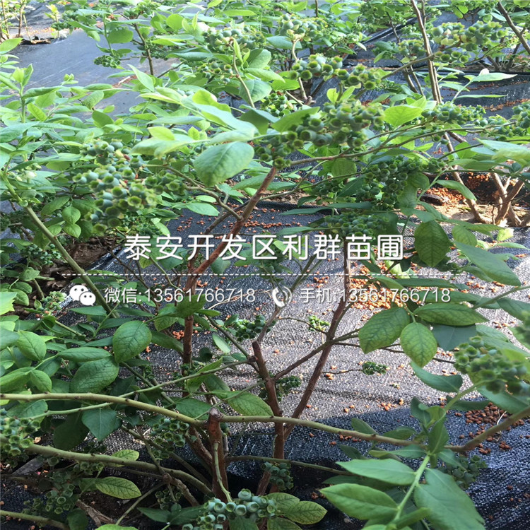 山東錢德勒藍莓樹苗報價、山東錢德勒藍莓樹苗價格