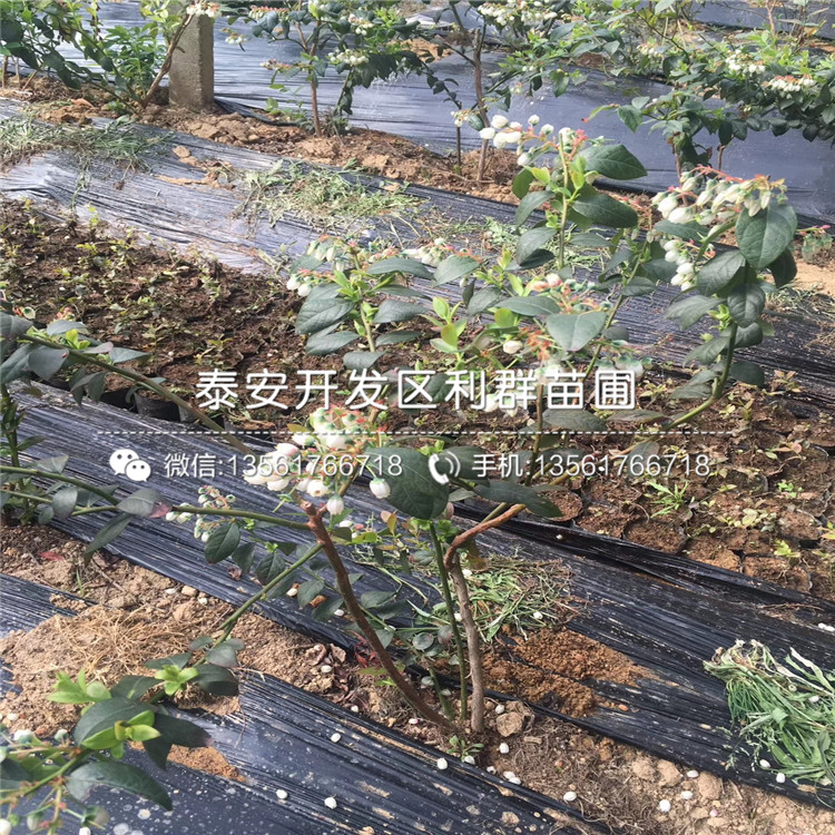 北空藍(lán)莓苗批發(fā)基地、北空藍(lán)莓苗多少錢一棵