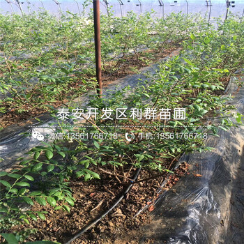 藍(lán)莓苗哪里賣、藍(lán)莓苗多少錢一棵
