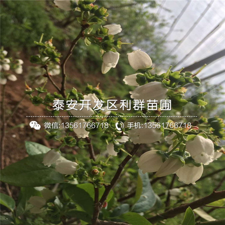 山東錢德勒藍莓樹苗報價、山東錢德勒藍莓樹苗價格
