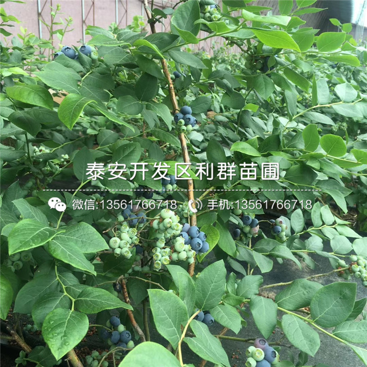 山东双丰蓝莓树苗多少钱一棵、山东双丰蓝莓树苗格