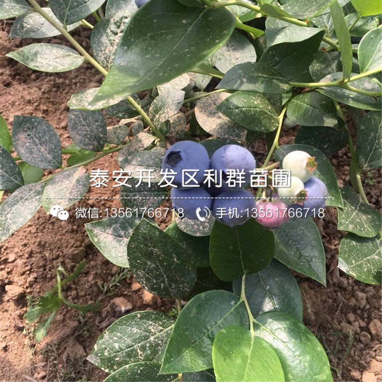 山東1年生藍莓苗出售價格