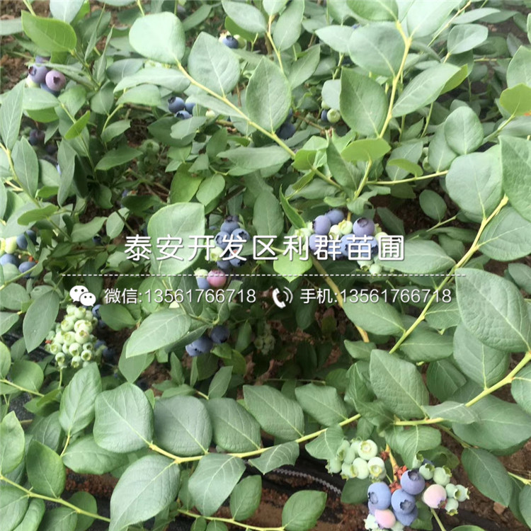 2019年N-B-3蓝莓树苗、N-B-3蓝莓树苗出售