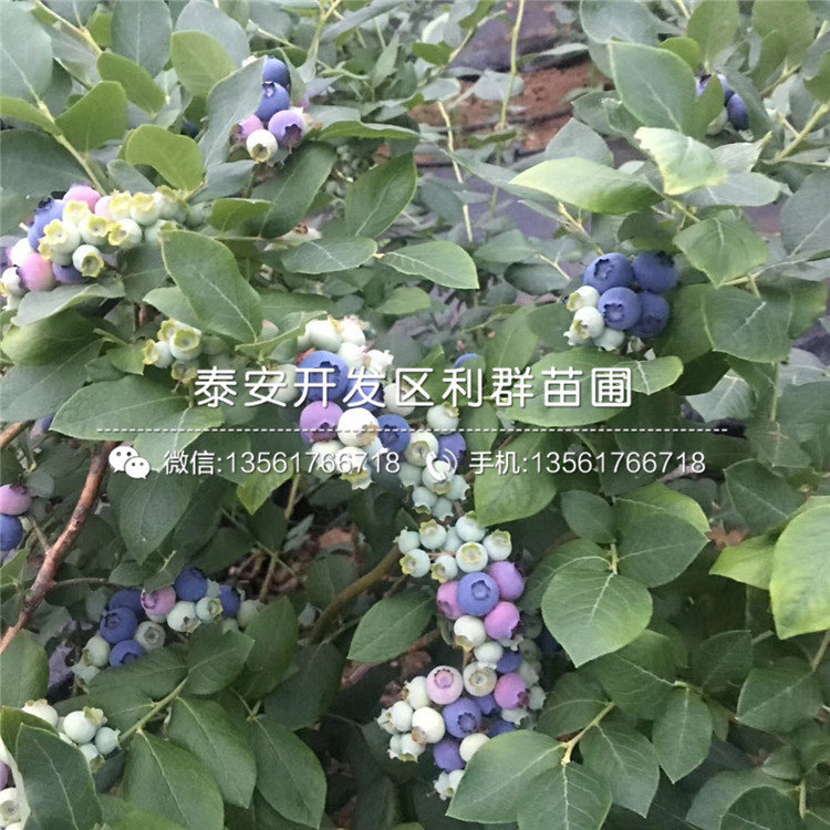山東萊克西藍莓苗基地
