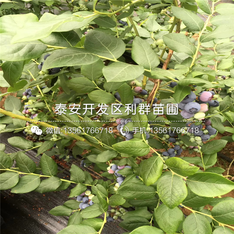 2公分瑞卡藍(lán)莓苗多少錢一棵