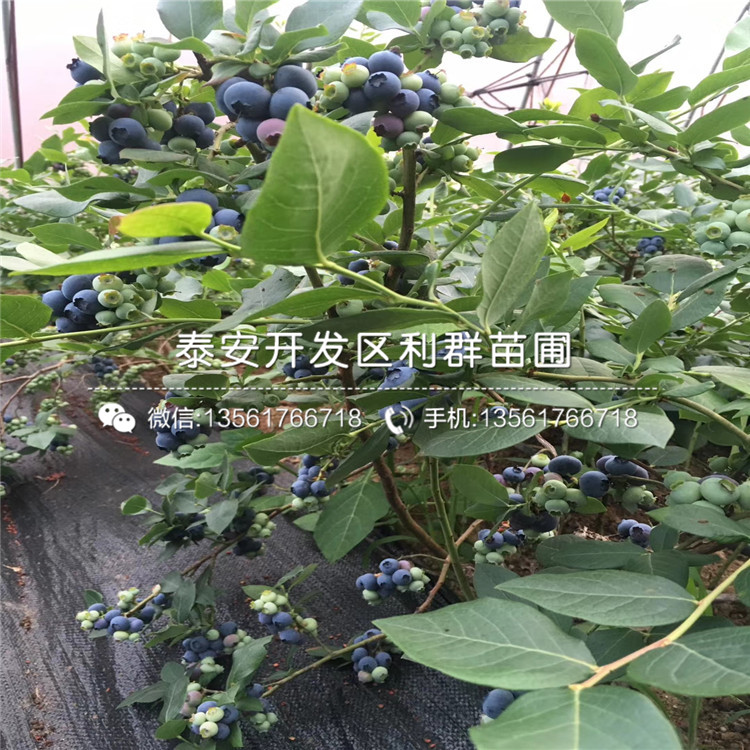 圆蓝蓝莓树苗多少钱一棵、圆蓝蓝莓树苗出售基地