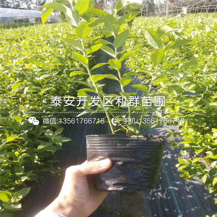 帽蓋藍(lán)莓樹苗