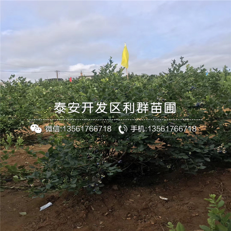 2018年艾文藍(lán)藍(lán)莓樹苗價(jià)格多少