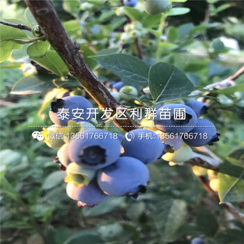 中熟蓝莓树苗报价、中熟蓝莓树苗价格