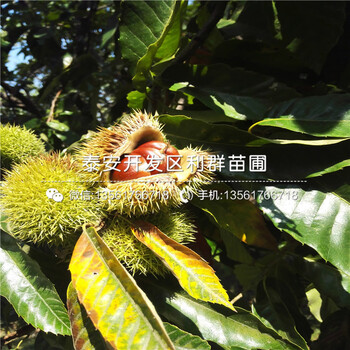 10公分板栗樹(shù)苗價(jià)格、10公分板栗樹(shù)苗出售
