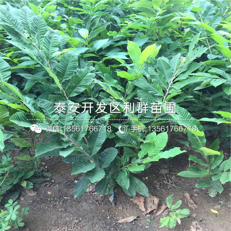 批发板栗苗哪里便宜