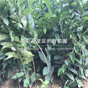 海豐板栗苗批發(fā)價(jià)格、海豐板栗苗價(jià)格是多少