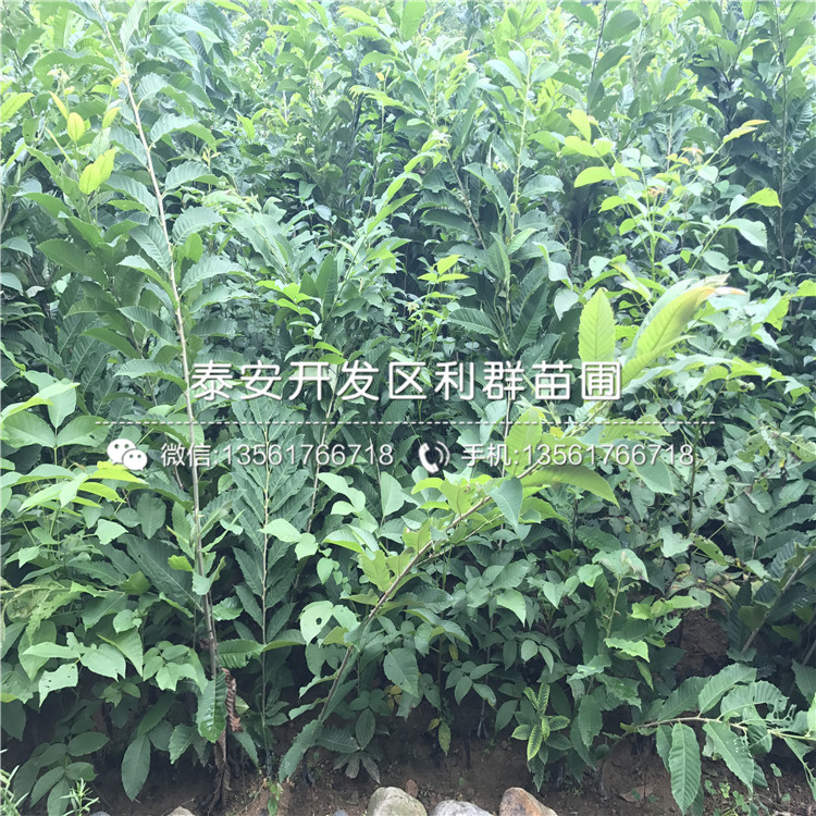 3公分板栗苗、山東3公分板栗苗基地