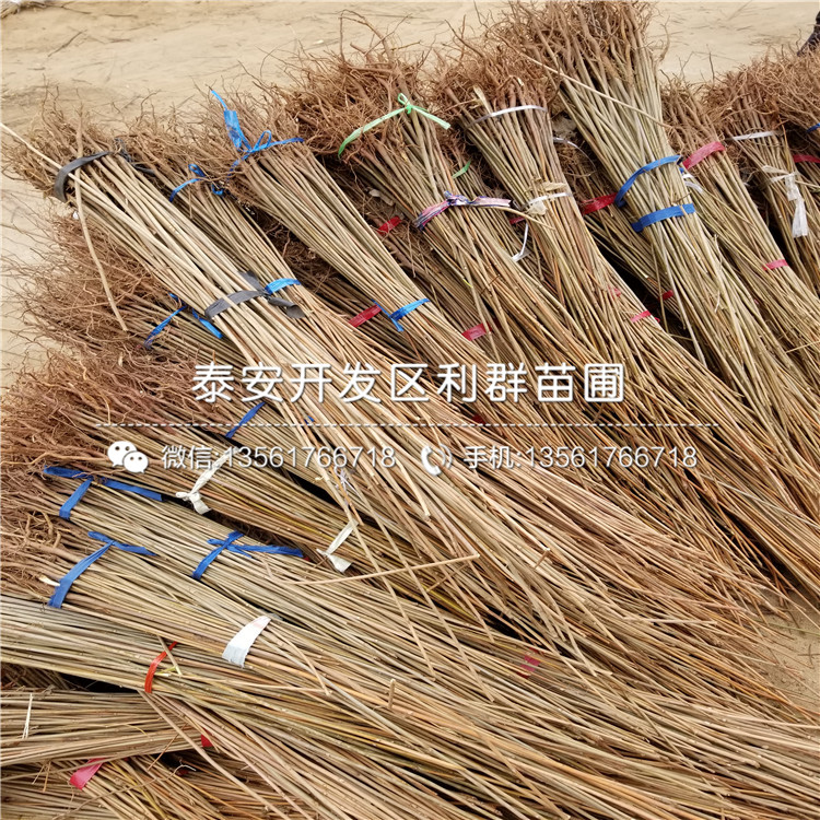 矮化紅油香椿樹(shù)苗哪里便宜