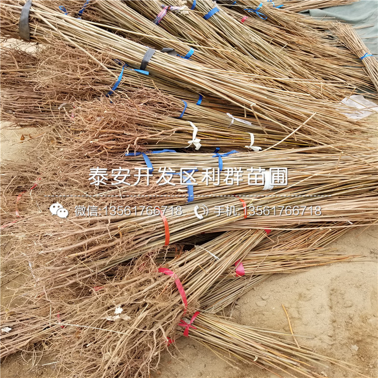 山東矮化紅油香椿樹(shù)苗出售、山東矮化紅油香椿樹(shù)苗多少錢一棵