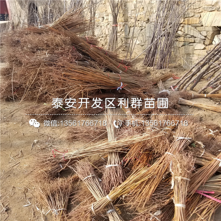 新品種矮化香椿樹苗格多少