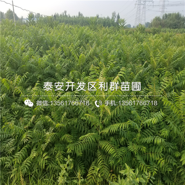 山東香椿苗出售、2018年山東香椿苗多少錢(qián)一棵