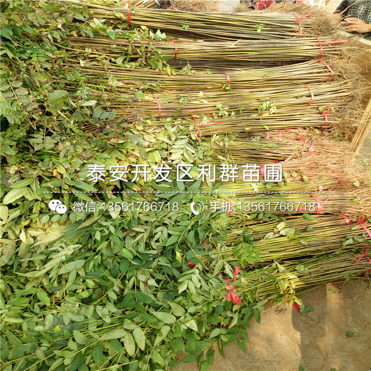 泰安香椿樹(shù)苗多少錢一棵、泰安香椿樹(shù)苗零售價(jià)格