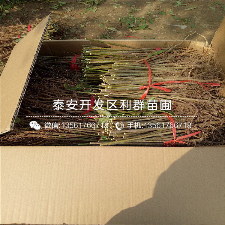 2018年紅油香椿樹苗、紅油香椿樹苗價(jià)格是多少