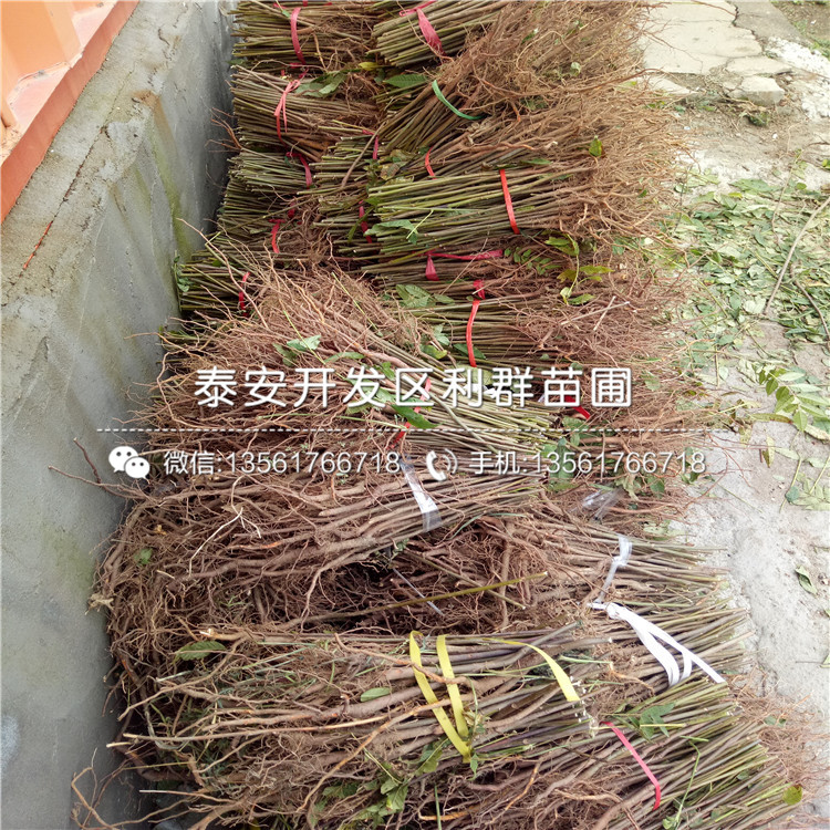 批發(fā)香椿樹(shù)苗價(jià)格、2018年批發(fā)香椿樹(shù)苗格多少