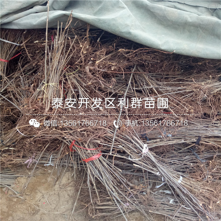 3公分紅油香椿苗多少錢一棵