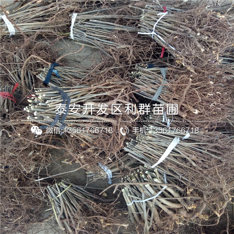 泰安香椿樹(shù)苗多少錢一棵、泰安香椿樹(shù)苗零售價(jià)格